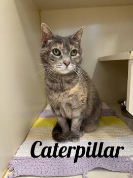 Domestic Short Hair Cats Available for Adoption - Caterpillar | PetCurious