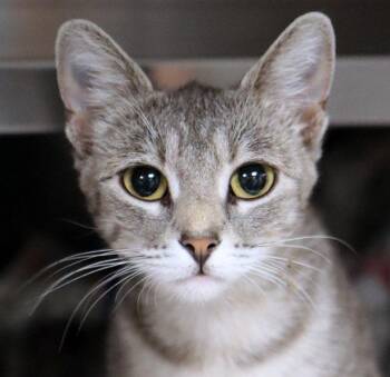 Teeny (AO37462) -  Domestic Short Hair Cat for Adoption in Kansas City, Kansas - Teeny (AO37462) | PetCurious