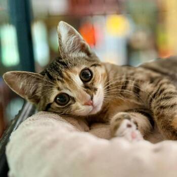 Holly Hock -  Domestic Short Hair Cat for Adoption in Williston, Florida - Holly Hock | PetCurious