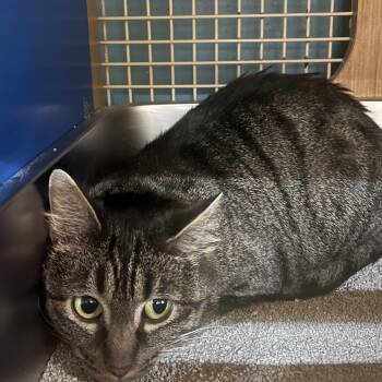 Minnie -  Domestic Short Hair Cat for Adoption in Manhattan, Kansas - Minnie | PetCurious
