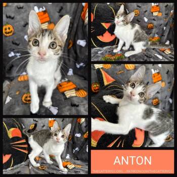 Anton -  Domestic Short Hair Cat for Adoption in Corpus Christi, Texas - Anton | PetCurious
