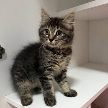 Street Sweeper -  Domestic Medium Hair Cat for Adoption in Waynesville, North Carolina - Street Sweeper | PetCurious