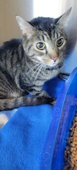 Rescue Domestic Short Hair Cats for Adoption in Columbia, Tennessee - Joe | PetCurious
