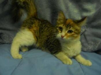Mystique -  Domestic Medium Hair Cat for Adoption in Golden Valley, Minnesota - Mystique | PetCurious