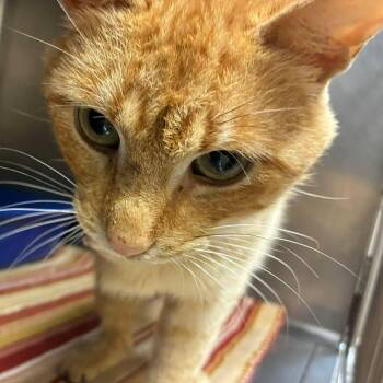 Pegasaurus aka Peggy -  Tabby and Domestic Short Hair Cat for Adoption in Petersburg, Illinois - Pegasaurus Aka Peggy | PetCurious
