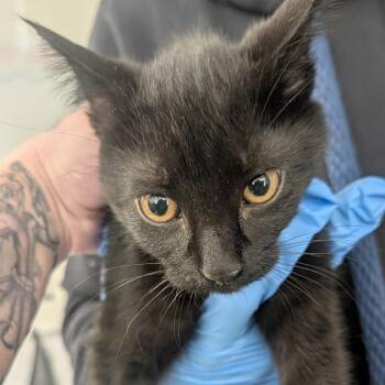 Megatron -  Domestic Short Hair Cat for Adoption in Philadelphia, Pennsylvania - Megatron | PetCurious