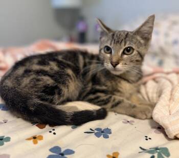 Rescue Domestic Short Hair Cats for Adoption in Sequatchie, Tennessee - Zilly | PetCurious