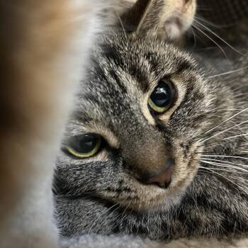 Domestic Short Hair Cats Available for Adoption in Bedford, New Hampshire - Missy | PetCurious