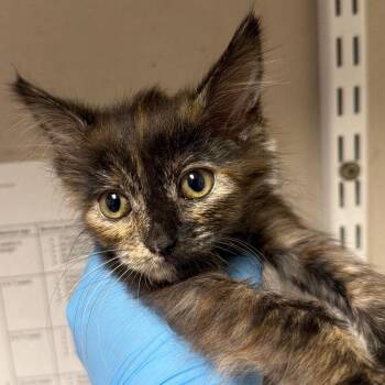 Diro -  Domestic Medium Hair Cat Available for Adoption in Yuma, Arizona - Diro | PetCurious