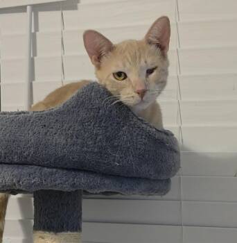 Domestic Short Hair and Tabby Cats Available for Adoption in Chandler, Arizona - Blaze Sunfire | PetCurious