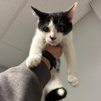 Lillyan -  Domestic Short Hair Cat for Adoption in Chattanooga, Tennessee - Lillyan | PetCurious