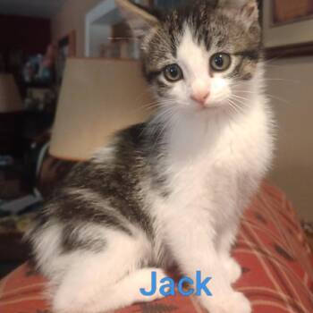 Jack(Tripper) -  Domestic Short Hair Cat for Adoption in Grand Rapids, Minnesota - Jack(Tripper) | PetCurious
