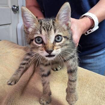 Orange -  Domestic Short Hair Cat for Adoption in Leander, Texas - Orange | PetCurious