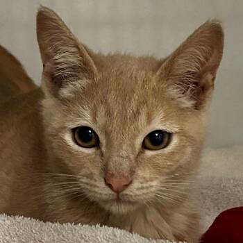Morgan -  Domestic Short Hair Cat for Adoption in Redwood City, California - Morgan | PetCurious
