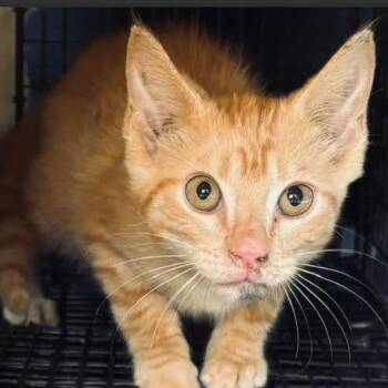 Saffron (26-4035) -  Domestic Short Hair Cat for Adoption in Gordonsville, Tennessee - Saffron (26-4035) | PetCurious