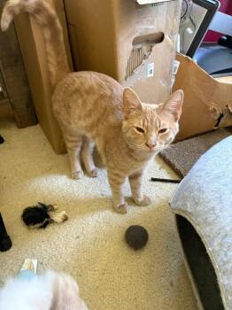 Milo -  Domestic Short Hair and Tabby Cat for Adoption in Greenfield, Indiana - Milo | PetCurious