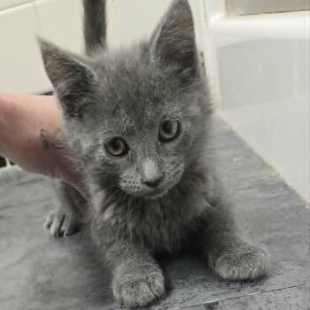 Smokey -  Domestic Medium Hair Cat for Adoption in Lyle, Minnesota - Smokey | PetCurious