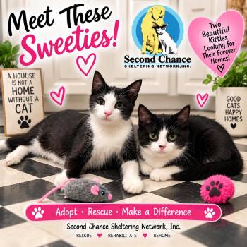 Bagel and Bandette -  Domestic Short Hair Cat for Adoption in Spring Brook, New York - Bagel And Bandette | PetCurious
