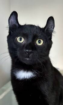 Rescue American Curl Cats for Adoption in Carrollton, Virginia - Puddin | PetCurious