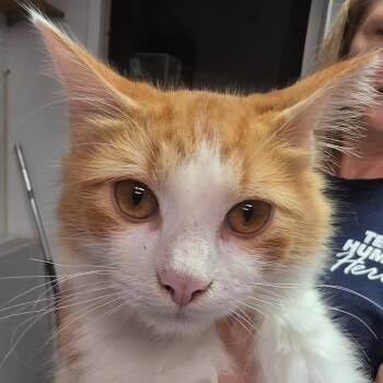 Charlie -  Domestic Medium Hair Cat for Adoption in Leander, Texas - Charlie | PetCurious