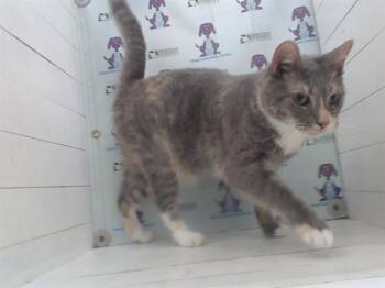 Domestic Short Hair Cats Available for Adoption in Orlando, Florida - PIXIE | PetCurious