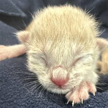 Domestic Short Hair Cats Available for Adoption in Dallas, Texas - STARLORD | PetCurious