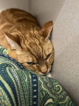 Rescue Domestic Short Hair Cats for Adoption in Stratham, New Hampshire - Penny | PetCurious