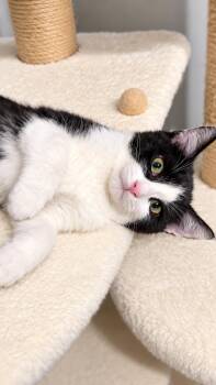 Snickers -  Domestic Short Hair Cat for Adoption in Rio Linda, California - Snickers | PetCurious