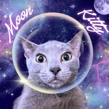 Moon Kitty -  Domestic Short Hair Cat for Adoption in Aransas Pass, Texas - Moon Kitty | PetCurious