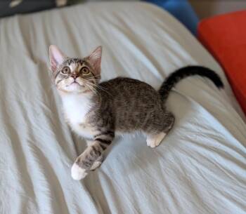 Rodan -  Domestic Short Hair Cat for Adoption in Omaha, Nebraska - Rodan | PetCurious