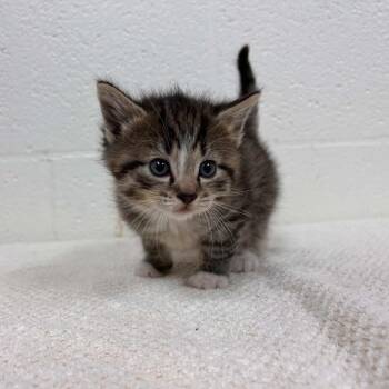Domestic Short Hair Cats Available for Adoption in Lyndhurst, Virginia - SVAS-Stray-38546 | PetCurious