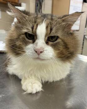 ROMULUS -  Domestic Long Hair and Domestic Short Hair Cat for Adoption in Hamilton Township, New Jersey - ROMULUS | PetCurious