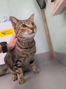Mr. Kitty -  Domestic Short Hair Cat for Adoption in Athens, Tennessee - Mr. Kitty | PetCurious