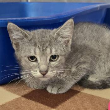 Sabre -  Domestic Short Hair Cat for Adoption in Salt Lake City, Utah - Sabre | PetCurious