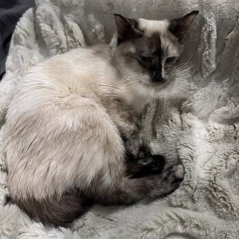 Blossom -  Domestic Short Hair and Siamese Cat for Adoption in Glendale, Arizona - Blossom | PetCurious