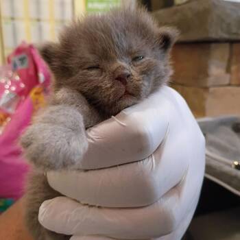 Little Bird -  Domestic Medium Hair Cat for Adoption in Lynchburg, Virginia - Little Bird | PetCurious