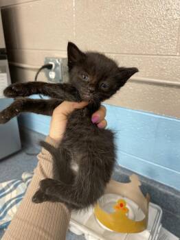 Mushu -  Domestic Short Hair Cat for Adoption in Blountville, Tennessee - Mushu | PetCurious