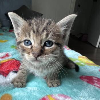 Timmy -  Domestic Short Hair Cat for Adoption in Hackett, Arkansas - Timmy | PetCurious