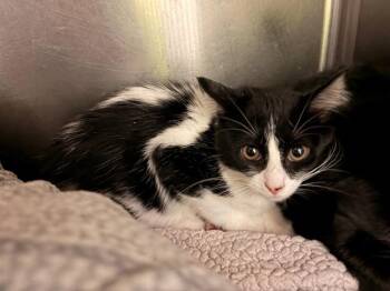 PUFFIN -  Domestic Short Hair Cat for Adoption in Rancho Cucamonga, California - PUFFIN | PetCurious