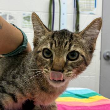 Anchor -  Domestic Short Hair Cat for Adoption in Corpus Christi, Texas - Anchor | PetCurious