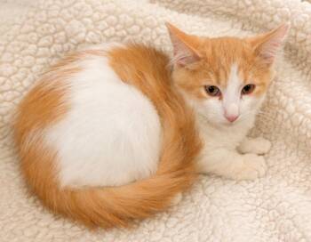 Thompson -  Domestic Medium Hair Cat for Adoption in Toms River, New Jersey - Thompson | PetCurious