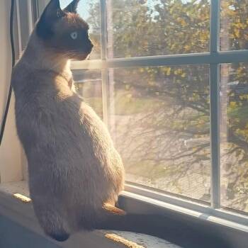 Beauty -  Siamese Cat Available for Adoption - Beauty | PetCurious
