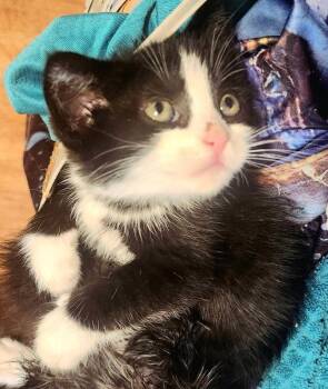 Milo -  Domestic Medium Hair Cat for Adoption in Knoxville, Tennessee - Milo | PetCurious