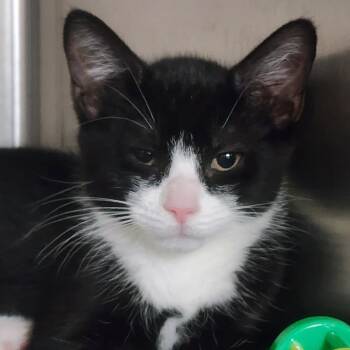 Blueberry -  American Shorthair Cat for Adoption in Shinnston, West Virginia - Blueberry | PetCurious