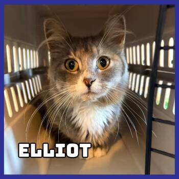 Elliot -  Domestic Medium Hair Cat for Adoption in Glenwood, Minnesota - Elliot | PetCurious
