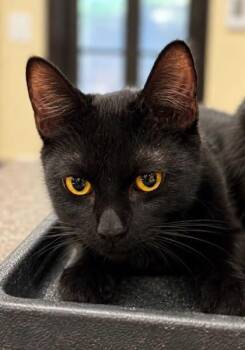 Zaira -  Domestic Medium Hair and Domestic Short Hair Cat for Adoption in West Chester, Pennsylvania - Zaira | PetCurious
