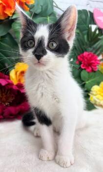 Domestic Short Hair Cats Available for Adoption in Ocean Springs, Mississippi - Drew - The Certified Chaos Agent | PetCurious