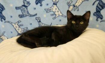 Rescue Domestic Medium Hair Cats for Adoption in Benld, Illinois - Reese | PetCurious