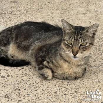 Domestic Short Hair Cats Available for Adoption in Washington, District Of Columbia - Rilee | PetCurious