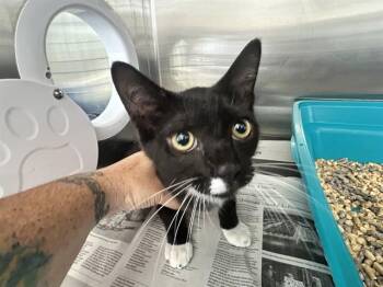 BOOGER SHOES -  Domestic Short Hair Cat for Adoption in Ocala, Florida - BOOGER SHOES | PetCurious